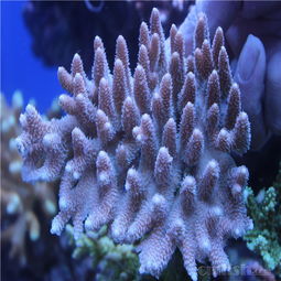 已上圖 12.3巨量精品印尼野生sps 300 350 ,翠綠園帽lps到貨,歡迎各位前來光臨 cmf海水觀賞魚論壇 powered discuz
