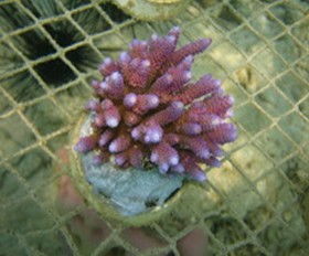 上海宇杰水族用品正式成為印尼某魚場生物代理商 sps預(yù)計(jì)6月到貨 第3頁 上海宇杰水族用品 cmf海水觀賞魚論壇 powered discuz