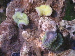 2008年12月27日和30日到貨生物圖片 上海宇杰水族用品 cmf海水觀賞魚論壇 powered discuz