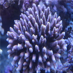 探秘CMF海水觀賞魚論壇 優(yōu)質(zhì)印尼珊瑚帶來無限海洋魅力