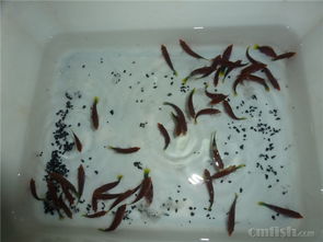穩(wěn)定到貨·誠招合作 廣州源旺海水魚批發(fā)紀(jì)實(shí)