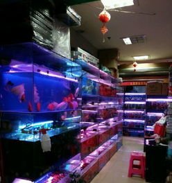 雨林瑰寶 探索精品熱帶觀賞魚的魅力世界
