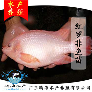 觀賞魚的魅力 價(jià)格、選購與養(yǎng)殖指南