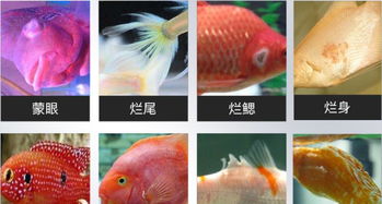 觀賞魚疾病治療與預(yù)防中常用的幾種魚藥